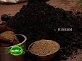 Upland paddy cultivation undertaken by Krishi Bhavan, Bharanikavu, Alleppey