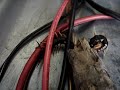 crazy death bug