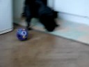 Tilly my black lovelly pug