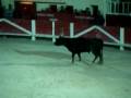 Course camarguaise