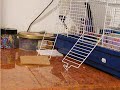 Pinky lop