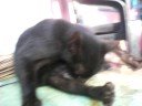 weird cat weird cat