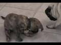 Pug video