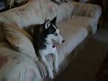 Shadow - Barking
