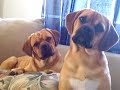 Head Tilting Puggles Head Tilting Puggles