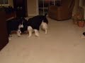 English Springer Spaniels having fun