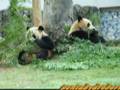 videos de Gentleman Panda  紳士的パンダ