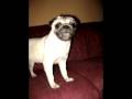 Carlino Pug