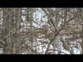 videos de 20081121110238.mpg