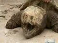 Alligator Snapping Turtle Dirty Jobs Alligator Snapping Turtle Dirty Jobs