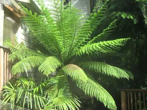 how to transplant dicksonia antarctica