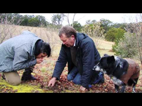 Hunting for Truffle Butter