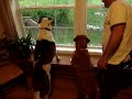 my-dog-howling.html