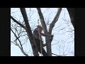 Large Tree Climbing and Rigging at Rutgers University