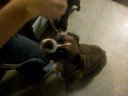 Boxer Jersey getting a treat