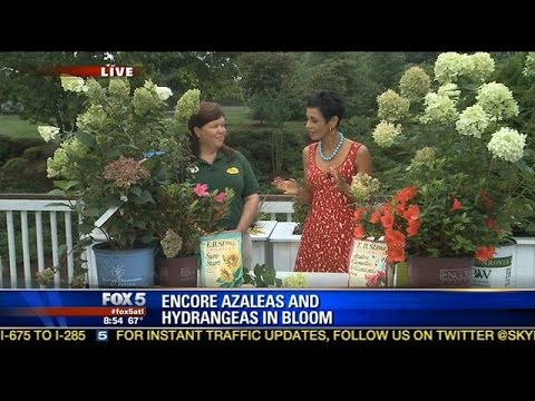 how to fertilize encore azaleas