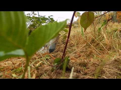 how to replant blackberries