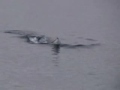 Minke whale playing with the zodiac. Good view from the upper deck of the Orlova