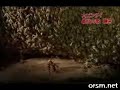 Hornet vs Bees Hornet vs Bees