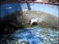 Fat Guy Faceplant Into Pool