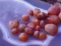 Uruguay: artigas: introducci�n