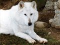 If You Could Be Any Animal What Would It Be And Why??