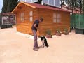 Habilidad Canina 