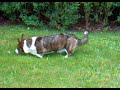 Nala6 Nala6