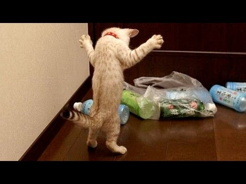 Funny animals are best try not to laugh challenge