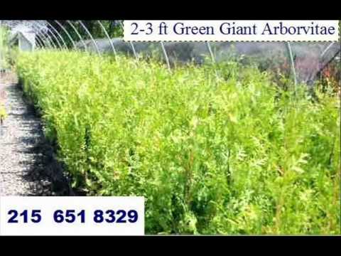 how to fertilize green giant arborvitae