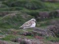 Greater Sand Plover