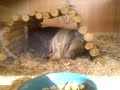 Cavia met wee�n