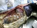  anatomia veterinaria cavidad toracica torax corazon aorta mediastino diafragma galotta usal salvador