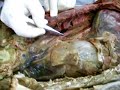 Anatomia Veterinaria - Cavidad Toracica