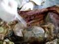 Anatomia Veterinaria - Cavidad Toracica