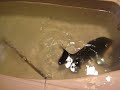 dying red pacu dying red pacu