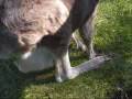 videos de Trowunna Wildlife Park- January 02 2009