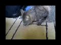 Gatto gioca con spago Gatto gioca con spago