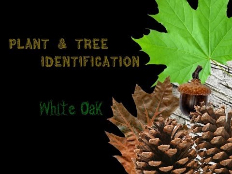 how to fertilize white oak trees