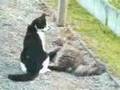 Furry Goodfellas