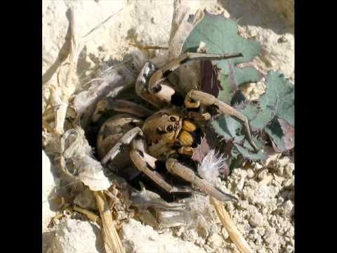 Especies de aranhas