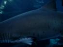 Big shark Big shark
