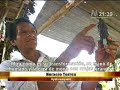 Ayahuasca, brebaje alucinogeno de la selva peruana Ayahuasca, brebaje alucinogeno de la selva peruana