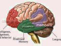 Alzheimer s Disease.flv