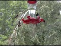 Hummingbirds at the feeder