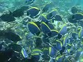 Powder Blue Surgeon Fish in Maldives