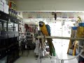 Guacamayo Hablando Guacamayo Hablando