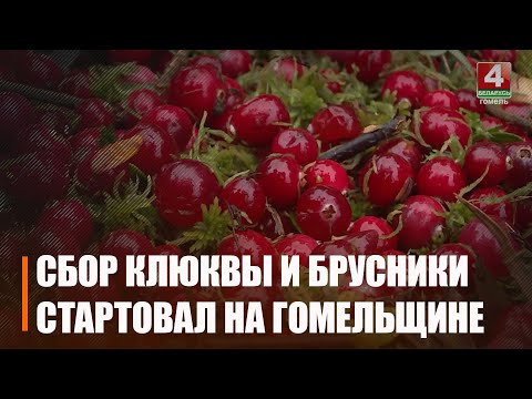 На Гомельшчыне пачалі збіраць дзікарослыя журавіны видео