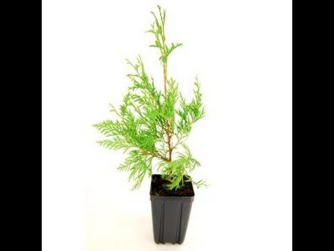 how to transplant small evergreen trees