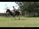 $3900Rags is a 4 yr. old 15 H Missouri Foxtrotter bay and white tobiano trail horse for sale. http://www.manegaitfarms.comShe has an extremely gentle disposition and is very naturally gaited.She is very pretty, easy to handle, and really covers ground.For videos, more photos and pedigrees, other gaited horses for sale, visit my website, http://www.manegaitfarms.com602 908-8393